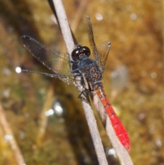 Nannophya dalei at Paddys River, ACT - 21 Jan 2017