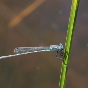 Austrolestes leda at Paddys River, ACT - 21 Jan 2017 01:07 PM