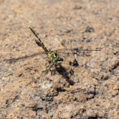 Austrogomphus guerini (Yellow-striped Hunter) at Cotter River, ACT - 21 Jan 2017 by KenT
