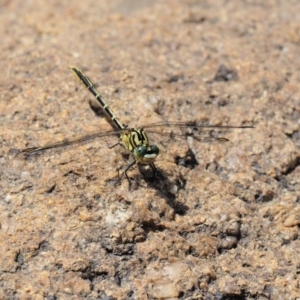 Austrogomphus guerini at Cotter River, ACT - 21 Jan 2017