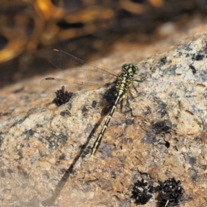 Austrogomphus guerini at Cotter River, ACT - 21 Jan 2017