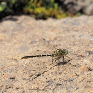 Austrogomphus guerini at Cotter River, ACT - 21 Jan 2017