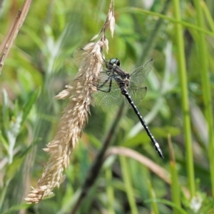 Eusynthemis brevistyla at Cotter River, ACT - 21 Jan 2017