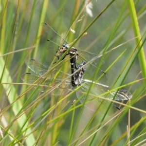 Eusynthemis brevistyla at Cotter River, ACT - 21 Jan 2017