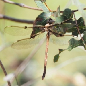 Telephlebia brevicauda at Cotter River, ACT - 21 Jan 2017