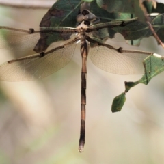 Telephlebia brevicauda at Cotter River, ACT - 21 Jan 2017