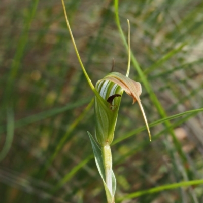 Diplodium decurvum (Summer greenhood) at Cotter River, ACT - 21 Jan 2017 by KenT