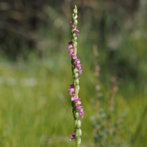 Spiranthes australis at Paddys River, ACT - 21 Jan 2017