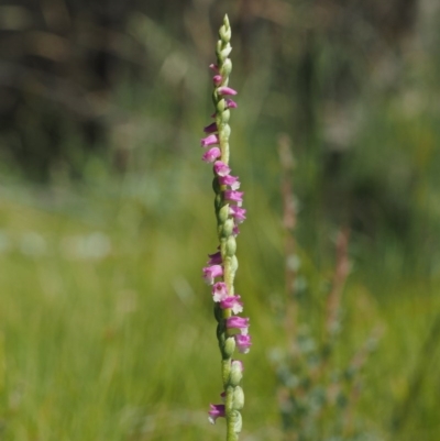 Spiranthes australis (Austral Ladies Tresses) at Paddys River, ACT - 21 Jan 2017 by KenT