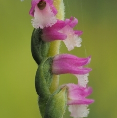 Spiranthes australis at Paddys River, ACT - 21 Jan 2017