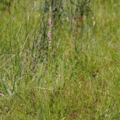 Spiranthes australis at Paddys River, ACT - suppressed