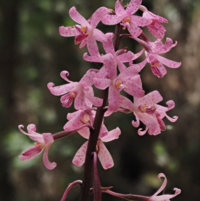 Dipodium roseum (Rosy Hyacinth Orchid) at Paddys River, ACT - 21 Jan 2017 by KenT