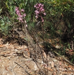 Dipodium roseum at Paddys River, ACT - 21 Jan 2017