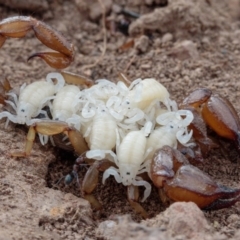 Urodacus manicatus (Black Rock Scorpion) at Sutton, NSW - 25 Jan 2017 by CedricBear