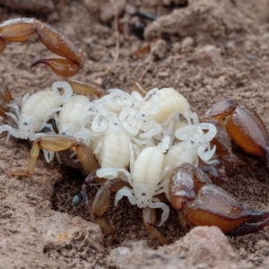 Urodacus manicatus at Sutton, NSW - 26 Jan 2017 10:02 AM