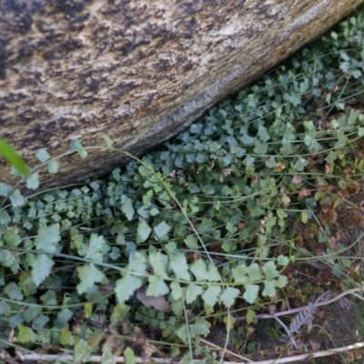 Asplenium flabellifolium (Necklace Fern) at Fisher, ACT - 26 Jan 2017 by liambanyer