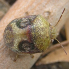 Solenotichus circuliferus at Kambah, ACT - 25 Jan 2017