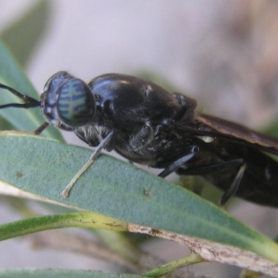 Hermetia illucens (American Soldier Fly) at Kambah, ACT - 26 Jan 2017 by MatthewFrawley