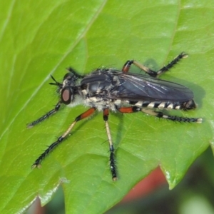 Thereutria amaraca at Conder, ACT - 8 Jan 2017