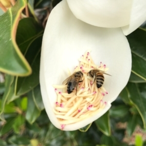 Apis mellifera at Watson, ACT - 26 Jan 2017 07:49 PM