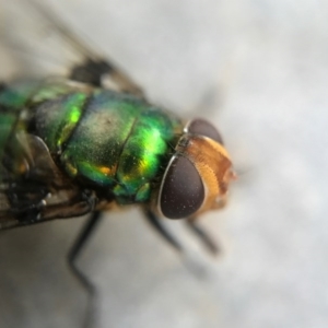 Rutilia (Chrysorutilia) sp. (genus & subgenus) at Watson, ACT - 26 Jan 2017