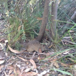 Isoodon obesulus obesulus at Paddys River, ACT - 26 Jan 2017