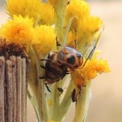 Aporocera (Aporocera) speciosa at Conder, ACT - 17 Nov 2014 03:31 PM