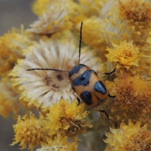 Aporocera (Aporocera) speciosa at Urambi Hills - 24 Jan 2017