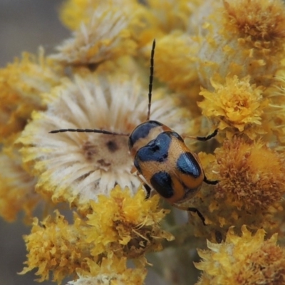 Aporocera (Aporocera) speciosa (Leaf Beetle) at Urambi Hills - 24 Jan 2017 by michaelb