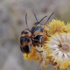 Aporocera (Aporocera) speciosa at Urambi Hills - 24 Jan 2017