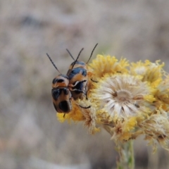 Aporocera (Aporocera) speciosa at Urambi Hills - 24 Jan 2017