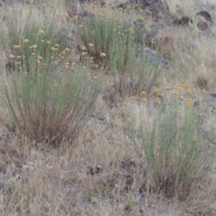 Chrysocephalum semipapposum (Clustered Everlasting) at Urambi Hills - 24 Jan 2017 by michaelb