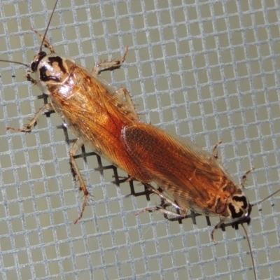 Robshelfordia circumducta (Shelford's Variable Cockroach) at Conder, ACT - 17 Dec 2016 by michaelb