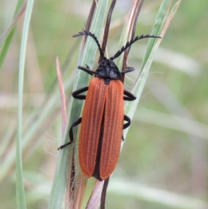 Porrostoma rhipidium at Greenway, ACT - 19 Dec 2016