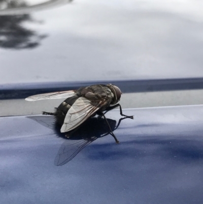 Rutilia (Donovanius) sp. (genus & subgenus) (A Bristle Fly) at Mount Ainslie to Black Mountain - 26 Jan 2017 by Rachel