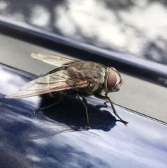 Rutilia (Donovanius) sp. (genus & subgenus) at Parkes, ACT - 27 Jan 2017