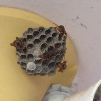 Polistes (Polistella) humilis (Common Paper Wasp) at Ngunnawal, ACT - 14 Jan 2017 by GeoffRobertson