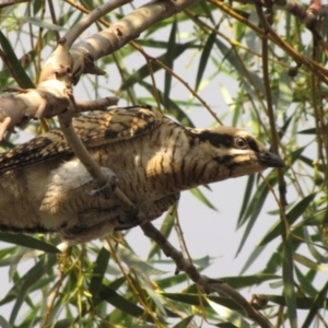 Eudynamys orientalis at Ngunnawal, ACT - 27 Jan 2017 12:00 AM