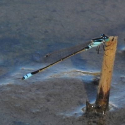 Ischnura heterosticta (Common Bluetail Damselfly) at Giralang Wetlands - 27 Jan 2017 by JohnBundock