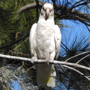 Cacatua sanguinea at McKellar, ACT - 27 Jan 2017