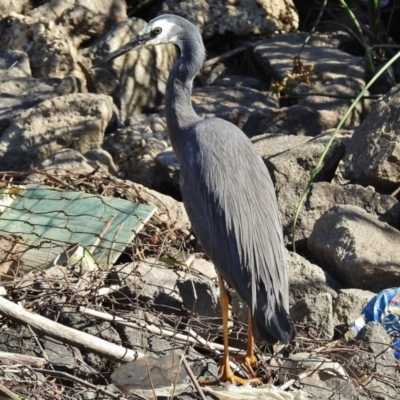 Egretta novaehollandiae (White-faced Heron) at Giralang Wetlands - 27 Jan 2017 by JohnBundock