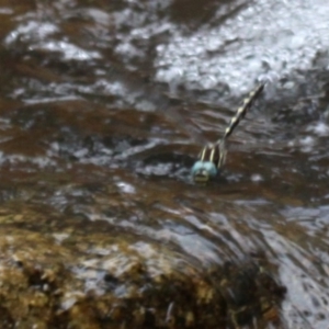 Notoaeschna sagittata at Paddys River, ACT - 13 Jan 2017 11:25 AM