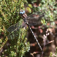 Notoaeschna sagittata (Southern Riffle Darner) at Cotter River, ACT - 17 Jan 2016 by HarveyPerkins