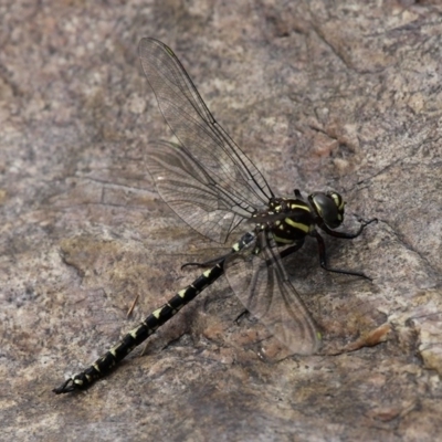 Notoaeschna sagittata (Southern Riffle Darner) at Tennent, ACT - 19 Dec 2015 by HarveyPerkins