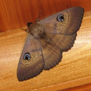 Dasypodia selenophora at Greenleigh, NSW - 28 Jan 2017