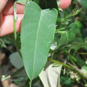 Araujia sericifera at Greenleigh, NSW - 15 Jan 2017