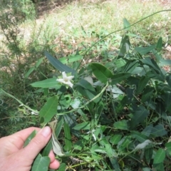 Araujia sericifera at Greenleigh, NSW - 15 Jan 2017