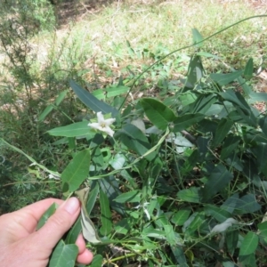 Araujia sericifera at Greenleigh, NSW - 15 Jan 2017