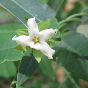 Araujia sericifera at Greenleigh, NSW - 15 Jan 2017