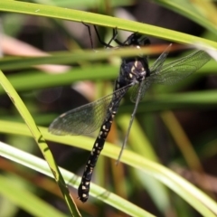 Austroaeschna parvistigma (Swamp Darner) at Namadgi National Park - 14 Feb 2016 by HarveyPerkins